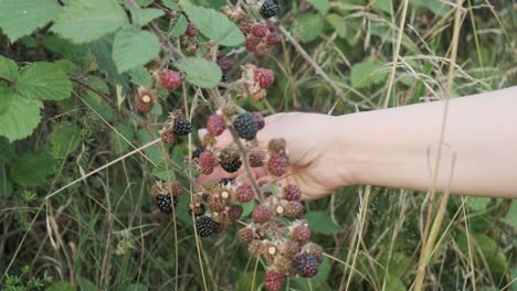 Woman-hand-picking-wild-blackberries-in-a-berry-bush-in-slow-motion-4K