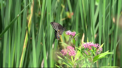Anmutiger-Schmetterling,-Der-Mit-Insekt-Tanzt;-Natur-Ist-Wunderschön
