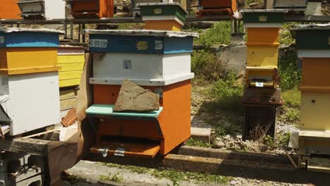 Bees-swarm-around-painted-beehives-at-Bulgarian-apiculture-farm