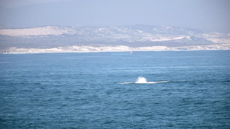 Whale-slapping-its-tail-fluke-against-blue-ocean-surface,-whale-watching