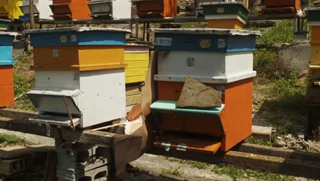 Bienen-Summen-Um-Bunte-Bienenstöcke-Auf-Der-örtlichen-Honigfarm