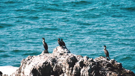 Cormorants-perched-on-rock-on-shoreline-basking-in-sun,-ocean-background