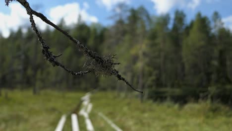 Nature-reserve-national-park-swamp-duckboards,-branch-with-beard-lichen,-Finland