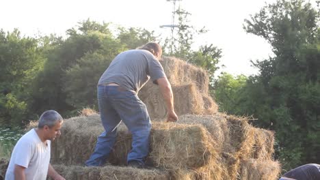 Agricultural-workmen-stack-heavy-hay-bales-onto-tractor-summer-rural-life