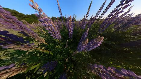 Hohe-Violette-Lupinen-Bluebonnet-Blüten-Neben-Dem-Von-Sonnenaufgang-Beleuchteten-Landwirtschaftsfeld