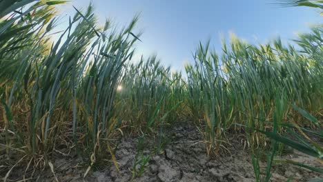 Extreme-Wide-Angle-Pan-Tilt-Up-Shot-Of-Cereal-Crops-in-Dry-Soil-Field