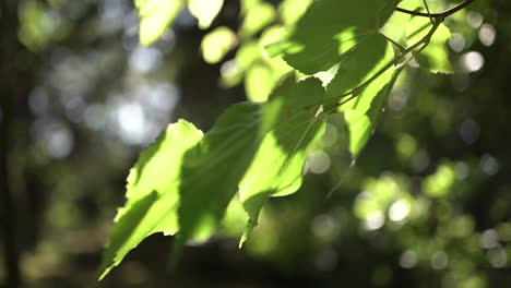 Close-up-shot-of-waving-green-leaves-with-sunbeamns-in-Slow-motion