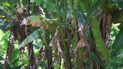 Statische-Weitwinkelaufnahme-üppiger-Abaca-Bäume-In-Einem-Tropischen-Dschungel-In-Catanduanes,-Philippinen