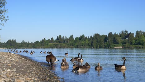 Canada-Geese-Flock-Swimming-In-Fraser-River-With-Green-Trees-In-The-Background