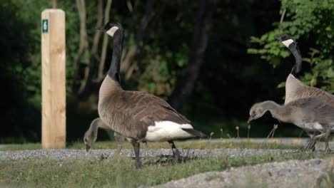Pair-Of-Canadian-Goose-With-Gosling-Pecking-Food-In-The-Ground