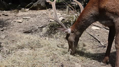 Close-up-shot-of-cute-male-deer-with-antler-eating-hay-outdoors-in-wilderness-at-sunny-day