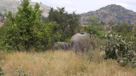 Group-of-African-Elephants-herding-in-the-Savannah,-Kruger-national-Park