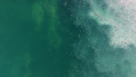 Overhead-View-Of-School-Of-Fish-Swimming-In-The-Blue-Sea