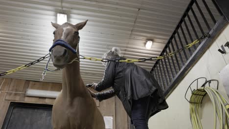 A-low-angle-shot-looking-up-at-a-horse-being-shaved-by-a-female-Caucasian-groom-with-clippers-in-a-stable