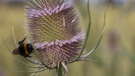 Majestätische-Hummel-Auf-Einer-Blume,-Die-An-Sommertagen-Pollen-Auf-Einem-Feld-In-Der-Natur-Sammelt,-Aus-Nächster-Nähe