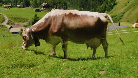 Vaca-Pastando-En-Una-Exuberante-Granja-Verde-Con-Cencerro