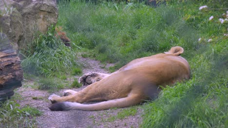 Asian-Lioness-in-captivity-sleeps-at-Dublin-Zoo