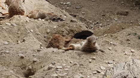 meerkats-in-action:-one-diligently-digs-a-burrow-in-the-earth,-while-the-rest-takes-a-well-deserved-rest-and-naps