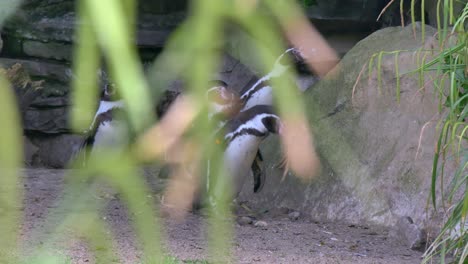 A-Waddle-of-Humboldt-Penguins-gathered-together