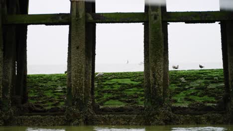 Ein-Schwarm-Europäischer-Silbermöwen,-Der-Auf-Einem-Mit-Grünalgen-Bedeckten-Pier-Unter-Einer-Brücke-Steht