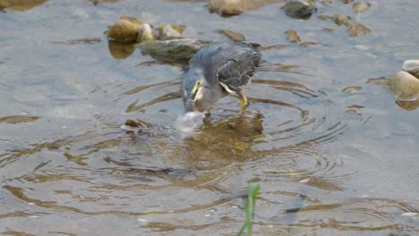Striated-Heron-or-Mangrove-Heron-Ambush,-Strikes-Attack,-Catches-Small-Fish-with-Long-Bill-and-Swallows-Prey-Right-Away-Fishing-at-Shallow-Lake-or-Pond-Water