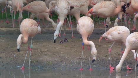 Chilean-Flamingos--drinking-water-from-small-pond