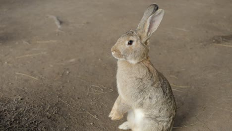 Rabbit-sitting-on-its-feet-with-hanging-paws,-closeup-handheld