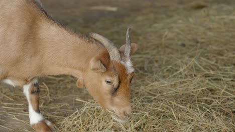 Goat-eating-hay-in-barn,-handheld-closeup