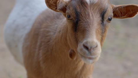 Goat-staring-at-the-camera,-handheld-closeup