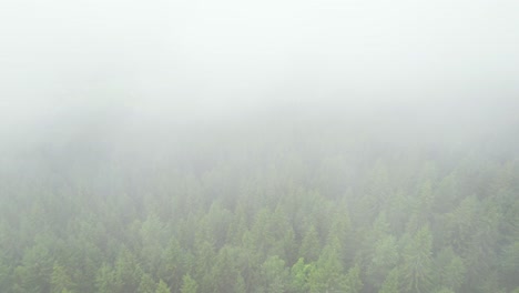 Dense-fog-above-the-pine-treetops-in-Norway