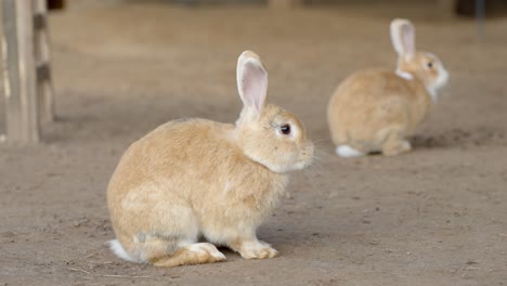 Curious-rabbit-looking-around,-static-closeup