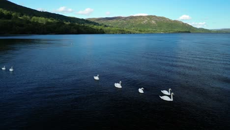 Swans-with-cygnets-on-calm-dark-lake-with-wooded-hills-in-background-on-summer-day