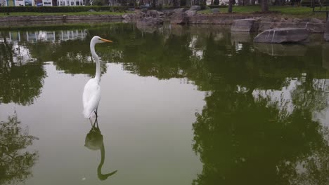 Great-Egret-Walking-On-The-Pond-At-The-Park-Of-The-Exposition-In-Santa-Beatriz,-Lima,-Peru