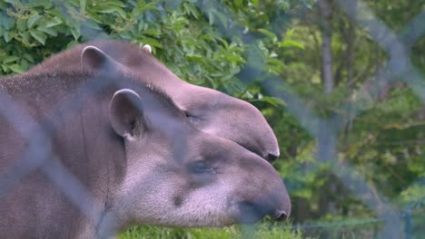 Two-Brazilian-Tapirs--captive-in-Ireland’s-Dublin-Zoo