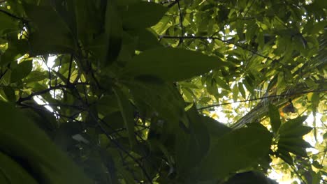 Sonne-Scheint-Durch-Die-Blätter-Eines-Baumes