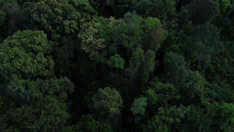 Birdseye-view-of-Amazon-rainforest-in-Brazil,-home-to-the-world's-richest-and-most-varied-ecosystems