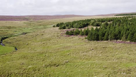 Aerial-shot-circling-a-pair-of-red-deer-on-the-moorland-and-peatland-on-the-Isle-of-Lewis,-part-of-the-Outer-Hebrides-of-Scotland