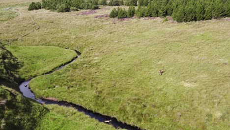 Luftaufnahme-Eines-Rothirschpaares-Im-Moor--Und-Torfland-Auf-Der-Isle-Of-Lewis,-Teil-Der-äußeren-Hebriden-Schottlands