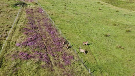 Drone-shot-of-a-herd-of-red-deer-on-the-moorland-and-peatland-on-the-Isle-of-Lewis,-part-of-the-Outer-Hebrides-of-Scotland