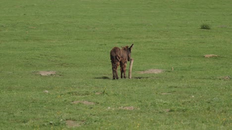 Brown-donkey-standing-on-the-grass