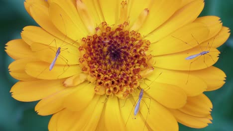 Static-close-up-shot-of-dipterans-on-a-common-marigold-flower