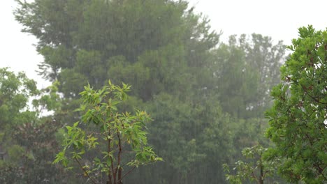 Regen-Fällt-Auf-Bäume