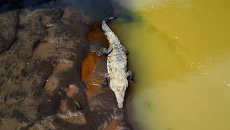 Luftaufnahme-4k-Des-Flusses-Mit-Wilden-Krokodilen-In-Costa-Rica