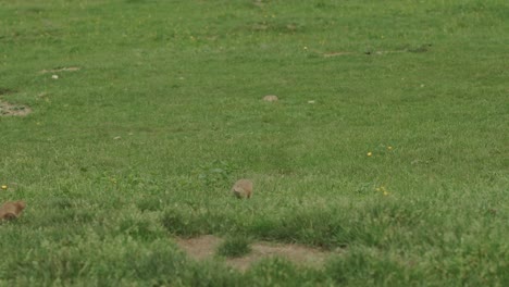 Murmeltiere-Laufen-Im-Gras-Auf-Einem-Hügel