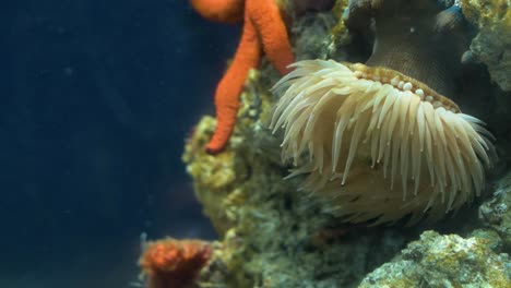 Seitenansicht-Der-Seeanemone.-Anemonia-Sulcata