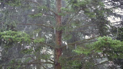 Statische-Nahaufnahme-Eines-Nadelbaums-Während-Eines-Sturms