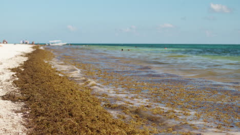 Sargassum-at-beach-Playa-del-Carmen,-Caribbean,-Mexico
