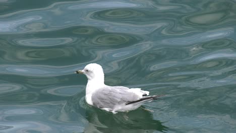 Seagull-Floating-in-body-of-water