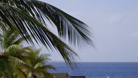 palmtree-on-beach-on-Bonaire-the-Caribbean