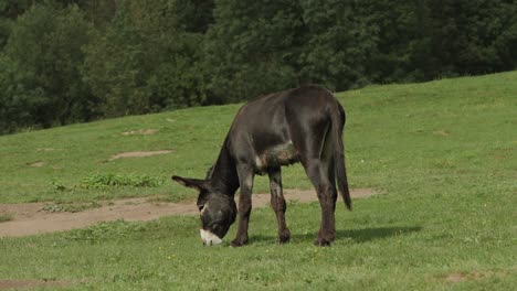 Dark-brown-donkey-eating-grass-on-a-hill